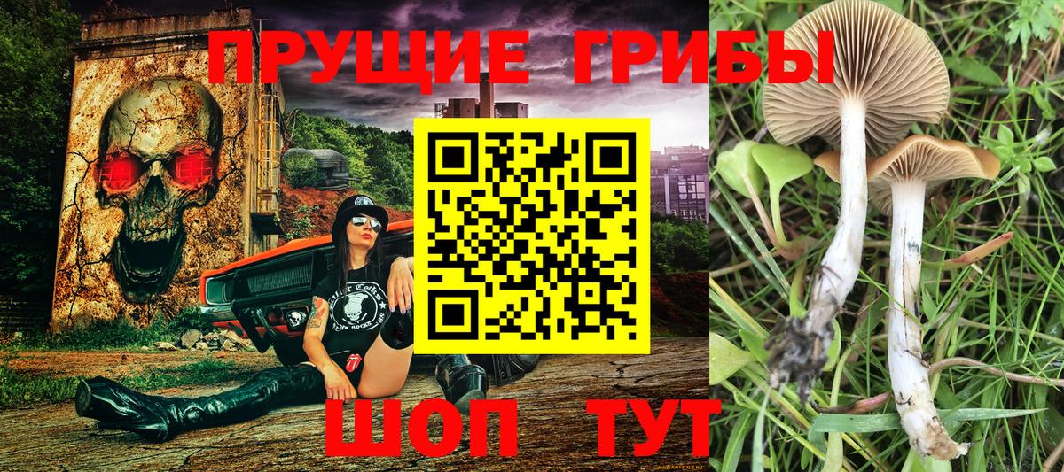Галлюциногенные грибы Psilocybe Зерноград