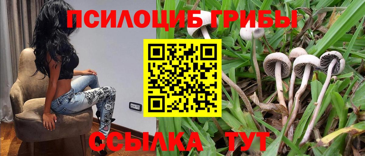 Зерноград  Псилоцибиновые грибы Psilocybine cubensis  цены   Вход с VPN  Псилоцибиновые грибы MAGIC MUSHROOMS 